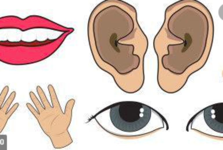 Body parts Body parts
